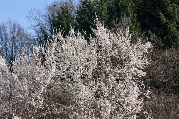 Birçok Mor Kırmızı Pembe Çiçek Dalları Yeşillik — Stok fotoğraf