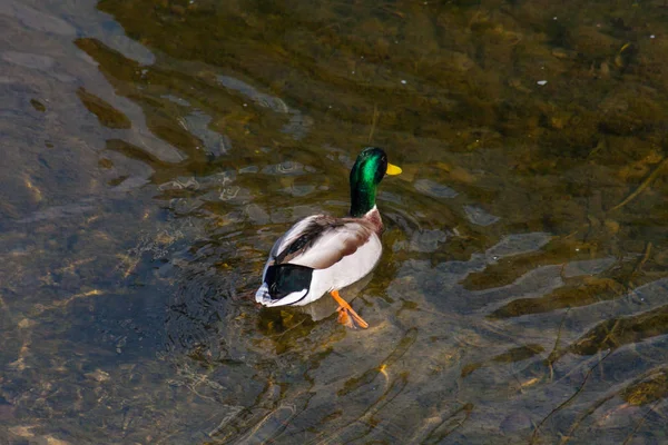 Pato Colorido Nadando Água Clara Rio — Fotografia de Stock