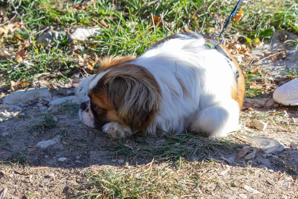 Lindo Perrito Viaje Aire Libre Otoño Naturaleza Sur Germany Campo — Foto de Stock