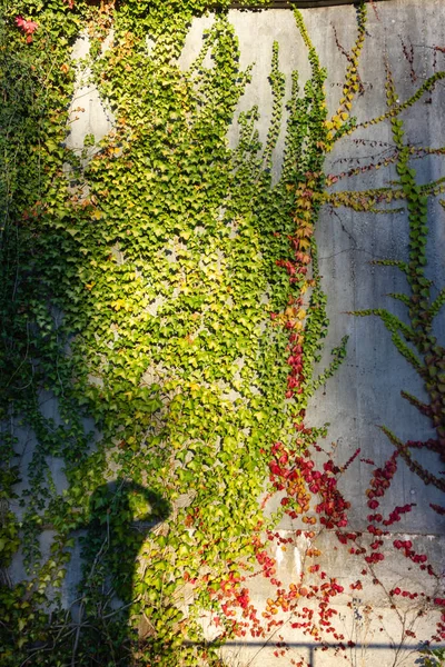 Feuilles Lierre Automne Sur Mur Béton Soir Ensoleillé Allemagne — Photo