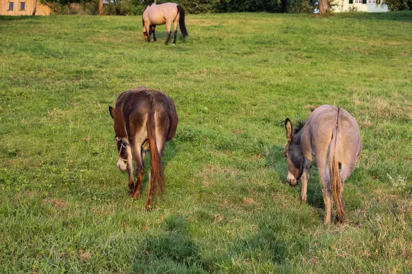 可爱的驴和马在围场在夏天晚上在德国南部的农村 — 图库照片