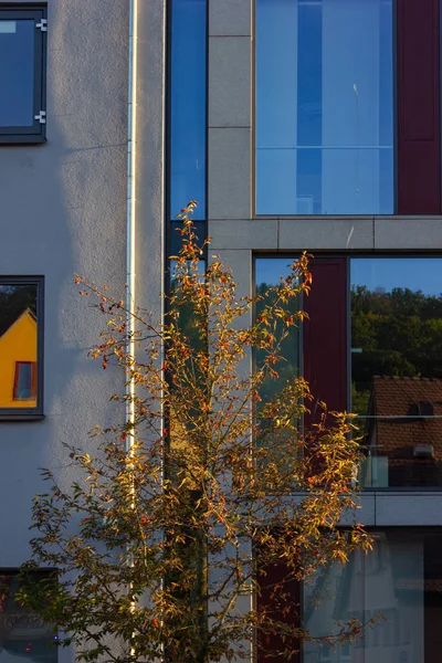 Árbol Color Otoño Hojas Fachadas Edificios Ciudad Sur Alemania — Foto de Stock