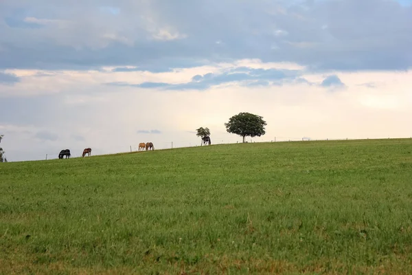Горизонт Небо Поле Лошадьми Летний Вечер Юге Германии — стоковое фото