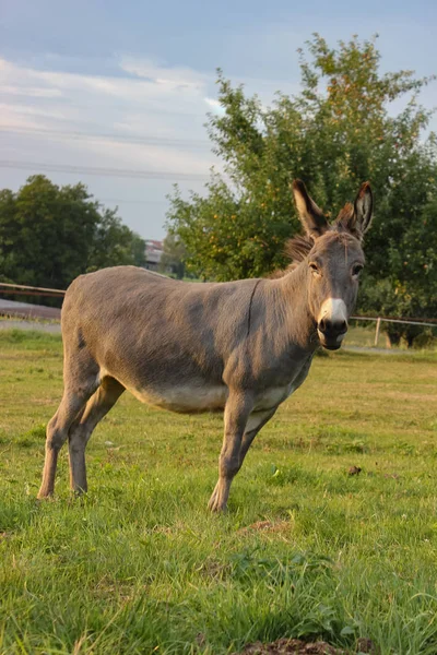 Bonito Burro Paddock Noche Verano Sur Alemania — Foto de Stock