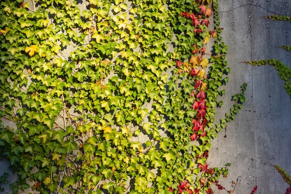 Edera Foglie Caduta Sul Muro Cemento Sera Sole Germania — Foto Stock