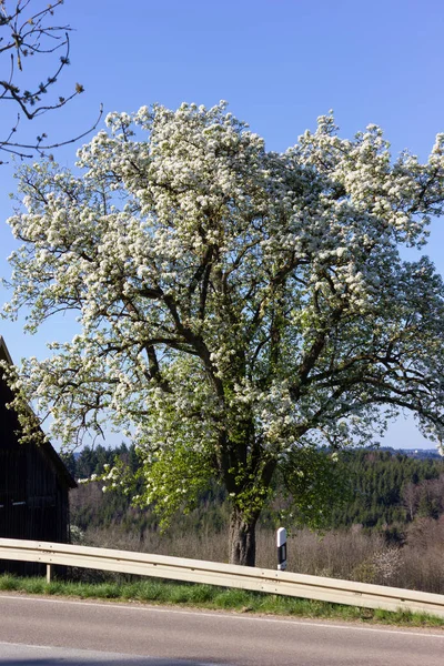 Vielfalt Schönen Bäumen Gegenlicht Auch Heller Sonnenschein Mit Frischem Grün — Stockfoto