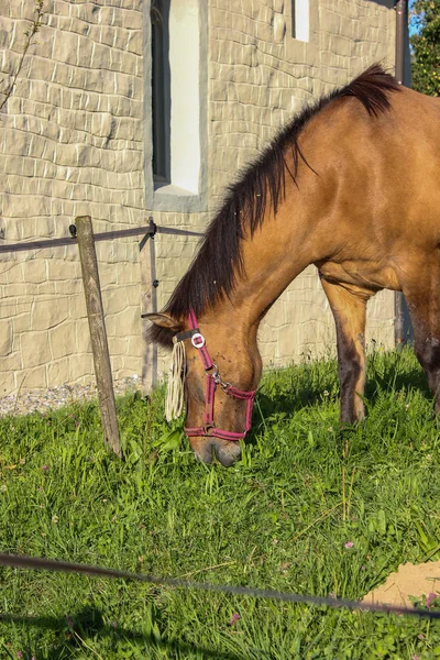 Padok Güney Almanya Yaz Akşam Yeşil Çim Ile Kahverengi Ata — Stok fotoğraf