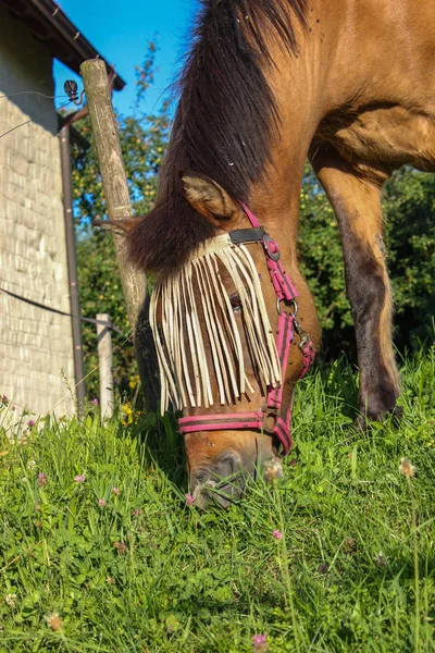 Bruin Paard Paddock Met Groen Gras Zuid Duitsland Zomeravond — Stockfoto