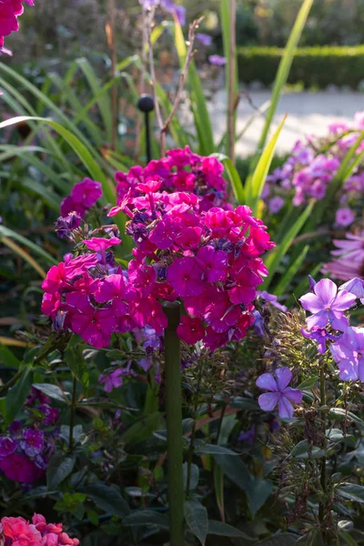 Cottage garden flowers in Bavarian countryside on summer evening