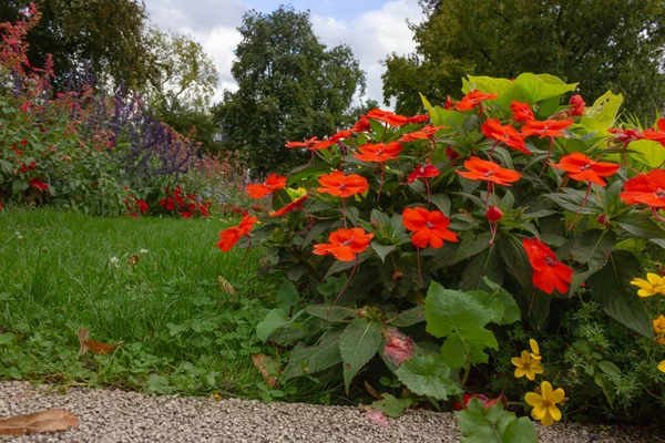 Flores Colores Parque Ciudad Del Sur Alemania Tarde Verano Ciudad — Foto de Stock