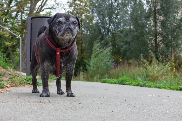 Pug Alemán Trapeadores Nombre Adelheid Caminar Través Del Parque Ciudad — Foto de Stock