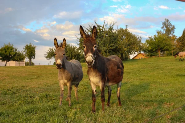 Милий Віслюків Paddock Літній Вечір Південному Місцевість Німеччини — стокове фото