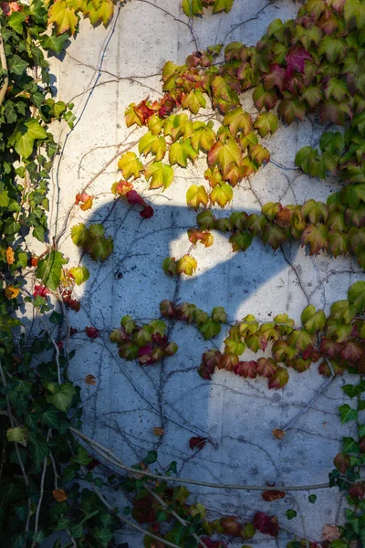 Efeu Fällt Sonnigem Abend Deutschland Auf Betonmauer — Stockfoto