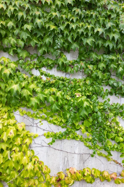 南ドイツでコンクリートの壁に緑のツタ — ストック写真