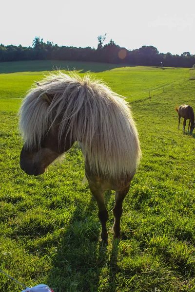 Koně Letní Večer Bavorské Allgau Krajině Jižní Německo Zelené Trávě — Stock fotografie