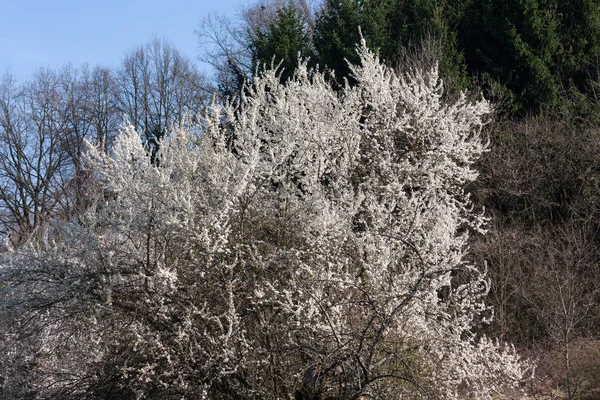 Nombreuses Fleurs Violettes Rouges Roses Sur Les Branches Verdure — Photo