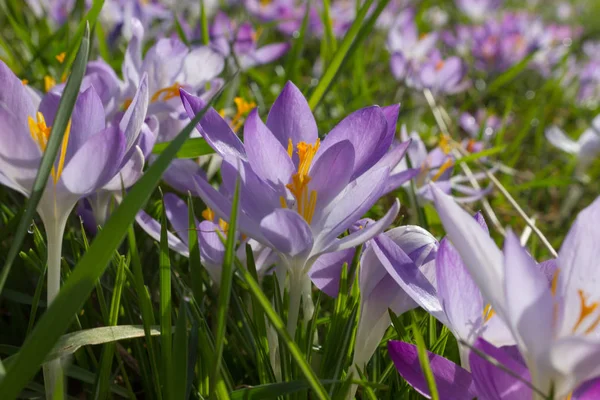 Crocus Flower Bed Springtime Natural Background — Stock Photo, Image