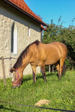 Padok Güney Almanya yaz akşam yeşil çim ile kahverengi ata