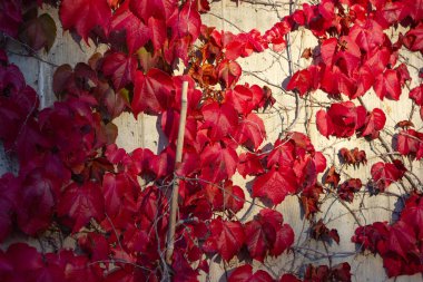 Ivy sonbahar yaprakları Almanya'da güneşli akşam beton duvar