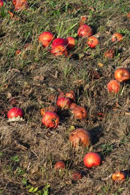 Çayır bahçesi yaz aylarında Güney Alman kırsal