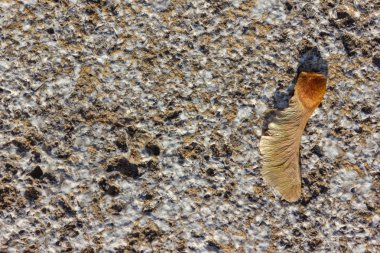 parlak kahverengi kestane akşam taş kaya beyaz zemin üzerine düşmek güneş sıcak ışık ruh hali