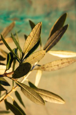 Sonbahar akşam sıcak güneş ışığı üzerinde asılı ağaç zeytin meyve