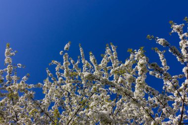 parlak güneş ışığı altında bahar ağaçları çiçek açan
