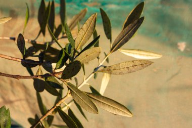 Sonbahar akşam sıcak güneş ışığı üzerinde asılı ağaç zeytin meyve