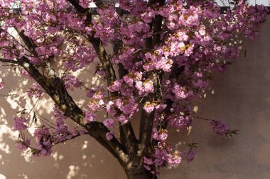 birçok mor, kırmızı, pembe çiçek dalları ve yeşillik