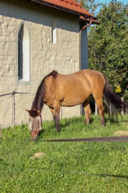 Padok Güney Almanya yaz akşam yeşil çim ile kahverengi ata
