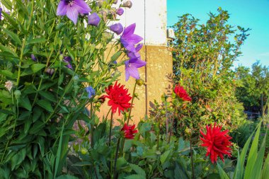 Bavyera yazlık Bahçe çiçekleri, sıcak sakin atmosferi