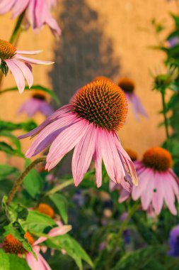 Bavyera yazlık Bahçe çiçekleri, sıcak sakin atmosferi