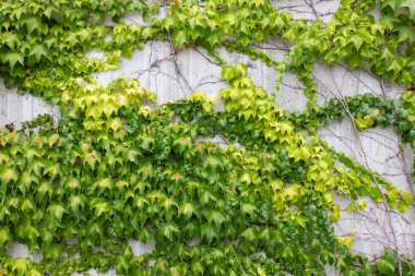 Beton duvar Güney Almanya yeşil sarmaşık