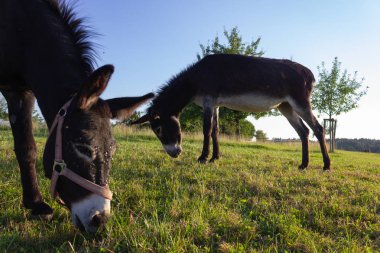 Güney Alman Countryside yaz akşamı padok, şirin eşek