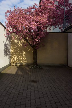 birçok mor, kırmızı, pembe çiçek dalları ve yeşillik