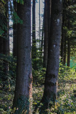 Güney Alman Countryside yaz akşam çam ağaçları ile orman.