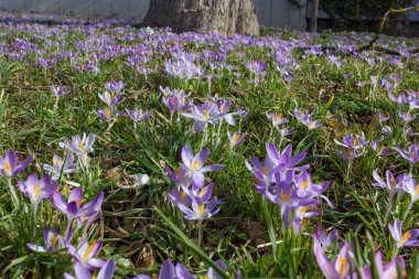 Bahar, doğal arka plan yatakta çiğdem çiçek.