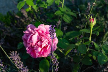 Yaz akşamı Bavyera kırsalında yazlık bahçe çiçek