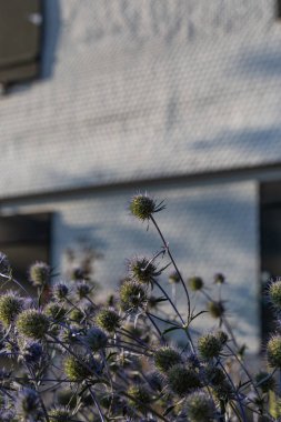 Yaz akşamı Bavyera kırsalında yazlık bahçe çiçek