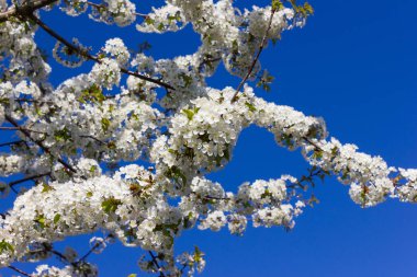 parlak güneş ışığı altında bahar ağaçları çiçek açan