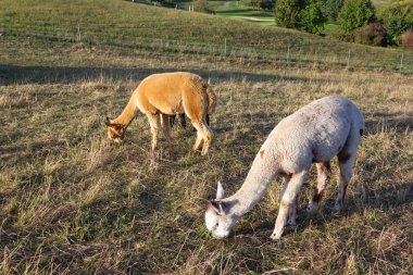 Alpaka aile Güney Alman kırsal kesimde