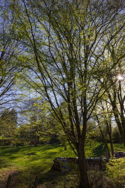 güzel ağaçlar arka ışık da parlak güneşli taze yeşil ve çiçeği ve görünür dalları ile çeşitli