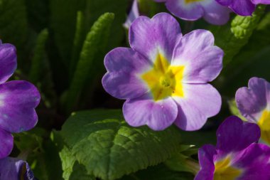 bahar Doğu çiçek ve bitki yolun yanında romantik görünümü