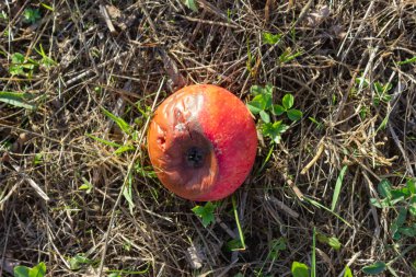 Meyve bahçesi içinde olgunlaşmış renkli elma