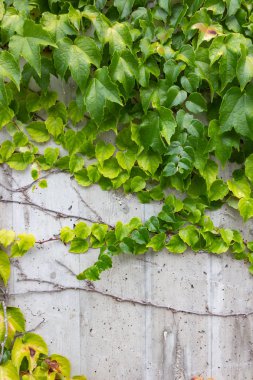 Beton duvar Güney Almanya yeşil sarmaşık