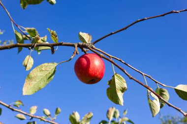 Çayır bahçesi yaz aylarında Güney Alman kırsal