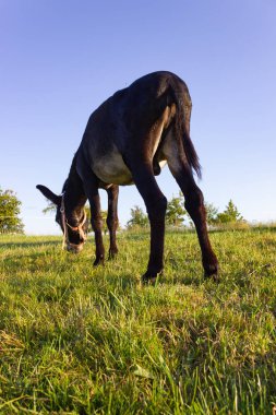 Güney Alman Countryside yaz akşamı padok, şirin eşek