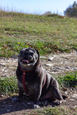 üzerinde siyah boksör düşmek açık gezi Güney Almanya'da
