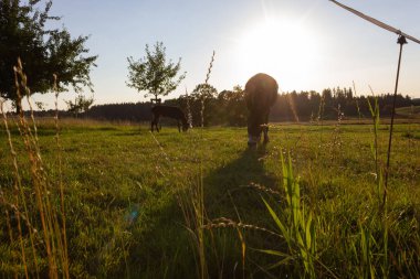 günbatımı demeti ile yaz Güney Almanya akşam padok çitte mera