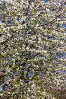 parlak güneş ışığı altında bahar ağaçları çiçek açan